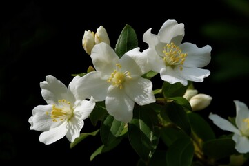 Fototapeta na wymiar White Philadelphia jasmine flowers on dark background. Spring blossom sweet fragrant flora branch. Generate ai
