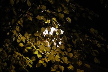 Luminous lantern at night covered with yellow leaves on black background