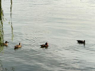 ducks on the lake