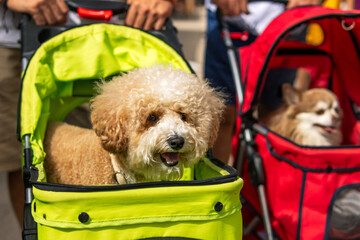 Cute and Adorable dogs in a perambulator. small dogs riding in a stroller