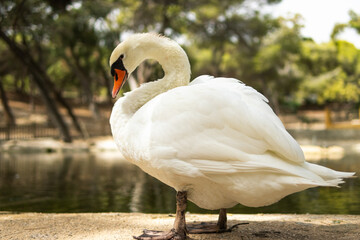 a swan stands near the water of a lake on a sunny day, a swan on a pond, a series about nature