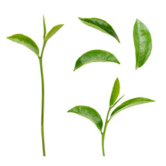 Fresh green tea leaf on transparent background png