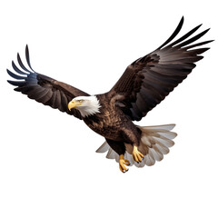 Obraz premium American bald eagle flying high