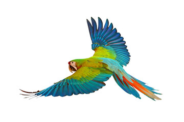 Colorful flying Shamlet macaw isolated on transparent background png file