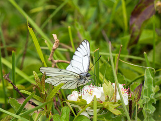 A Black-veined White Butterfly.