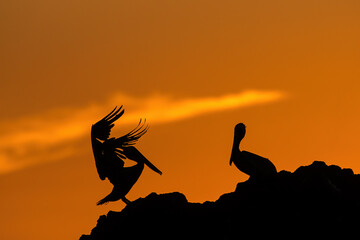 Silhouette of pelicans landing on a rock at sunset 