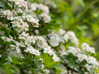 A Black-veined White Butterfly.