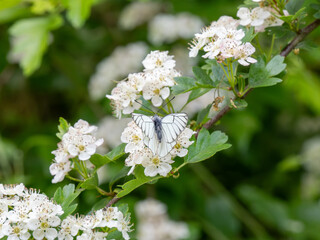 A Black-veined White Butterfly.