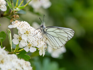 A Black-veined White Butterfly.