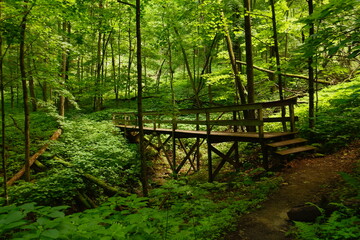 wooden bridge in the forest in Wildcates State Park, Wisconsin