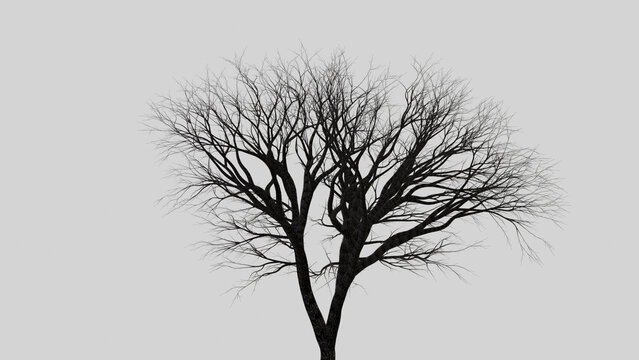 tree silhouette isolated on white