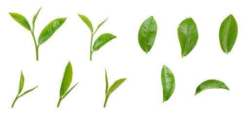 Fresh green tea leaf on transparent background png - Powered by Adobe