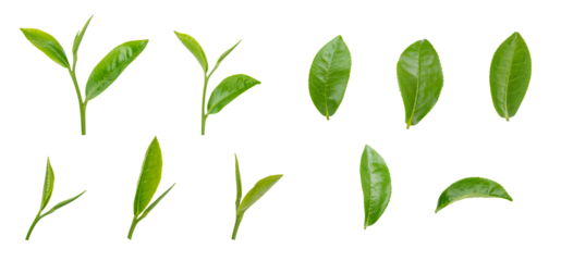 Fresh green tea leaf on transparent background png