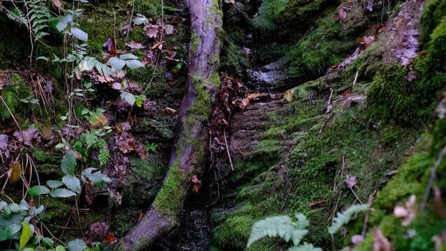 Wassertropfen von Felsen 