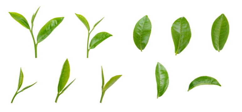 Fresh green tea leaf on transparent background png