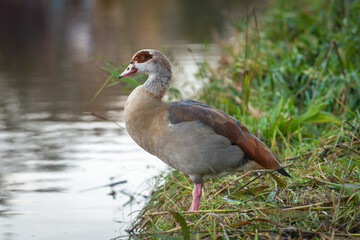 Side portrait of an adult Egyptian goose (Aalopochen aegyptiaca) on the shore of a pond on a cloudy autumn day