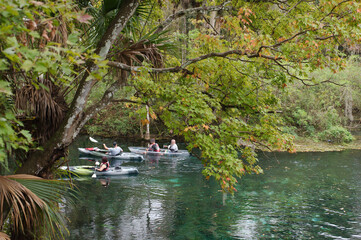 Three Couples and individuals in kayaks in river water narrow in Florida, green palm and trees with calm water and reflections. Trees make canopy over them.
