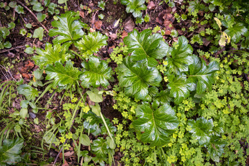 Leafy Green vegetation of the Pasarelas del Rio Genal pathway in Spain