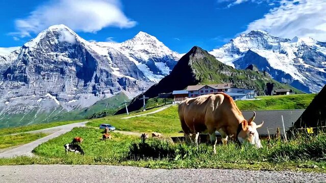 Switzerland nature scenery. Green swiss pastures fields with cows surrounded by Alps mountains and snowy peaks
