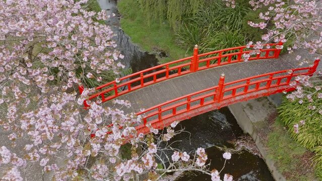 Aerial: Japanese Gardens and bridge in blossom in Oamaru, New Zealand