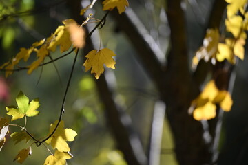 Nature in the Autumn