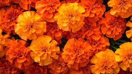 A cascade of orange marigolds, radiating warmth and positivity, with space for your message.