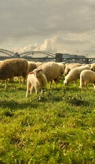 Portrait of lamb a baby sheep.Sheep graze in a clearing with a background of the Cologne bridge. High quality photo