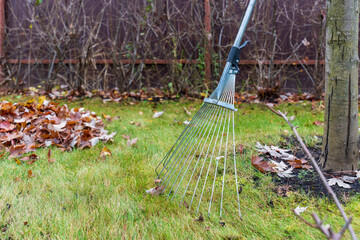 A metal rake stands upright against a tree with a pile of fallen leaves on a lawn, signaling the start of autumn garden maintenance. High quality photo