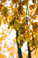 Autumn Background with Brown Orange Yellow Leafs on a Branch and Sky in the Background