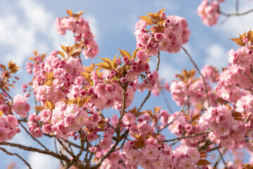 Frühling in Berchtesgaden