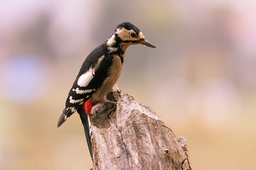 great spotted woodpecker sitting on wood with nice colorful bokeh