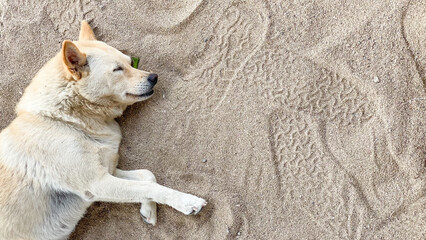 Old beech brown dog is resting and sleeping on beach white sand. Cute dog relaxing on the Sanur beach, Bali. International Dog Day Concept. Empty blank text copy space.