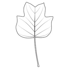 Tulip poplar or Liriodendron tulipifera leaf outline. Coloring book page, vector - obrazy, fototapety, plakaty