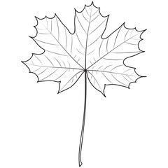 Maple tree leaf outline, silhouette, vector illustration. Coloring book page.