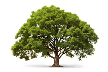 Realistic silhouette big green tree with green leaves png isolated on White Background 