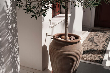 olive tree plant in a natural clay pot amphora shape infron of greek style house, mosaic street...