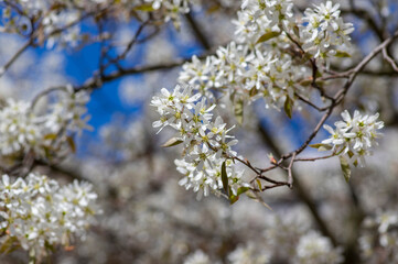 Amelanchier lamarckii deciduous flowering shrub, group of snowy white petal flowers on branches in bloom