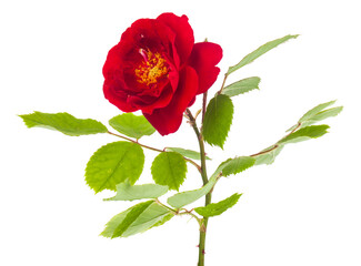 Obraz premium Red rose isolated on white background.
