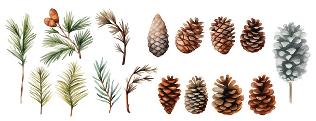 Watercolor Pine Cone and Branches Collection