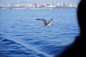 Fototapeta na wymiar Seagull flying over the sea against the backdrop of the Istanbul city, Turkey