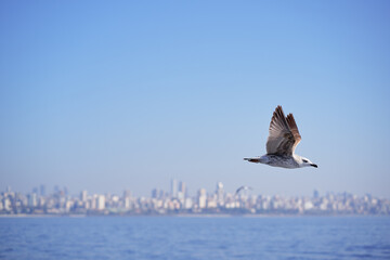 Seagull flying over the sea against the backdrop of the Istanbul city, Turkey