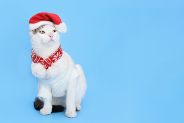 Cat in Christmas hat on a blue background. Beautiful cat in Santa Claus xmas red cap looking away . Cat with Santa hat waiting for Christmas while sitting on a blue background. Happy New Year 2024