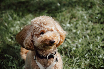 Domestic purebred toy poodle. Portrait with copy space
