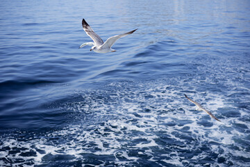 Gull bird flying over the sea