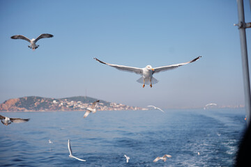 Gull birds flying over the sea