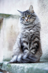 Adorable grey tabby kitty cat outdoors