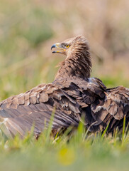 Lesser spotted eagle - female in spring