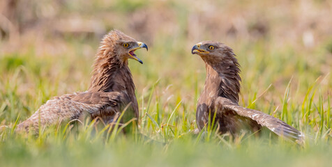 Lesser spotted eagle - pair of birds in spring
