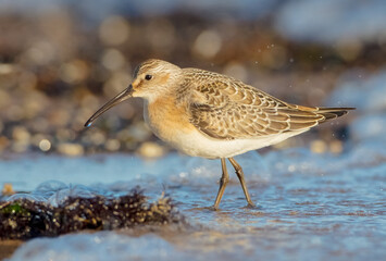 The curlew sandpiper - young bird at a seashore on the autumn migration way