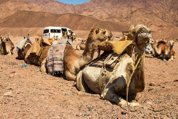 A caravan of camels rests in the desert against the backdrop of high mountains. Egypt